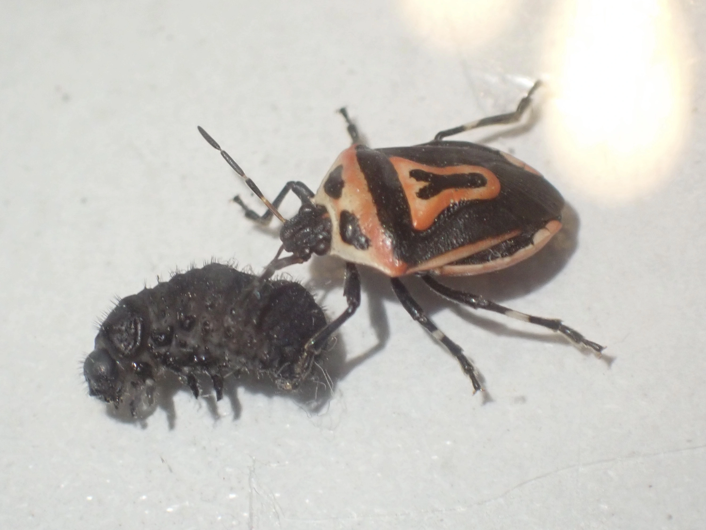 Perillus bioculatus levélbogár lárvával táplálkozik