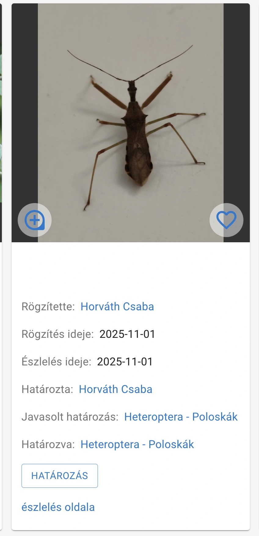 határozás gomb egy észlelés megjelenésénél