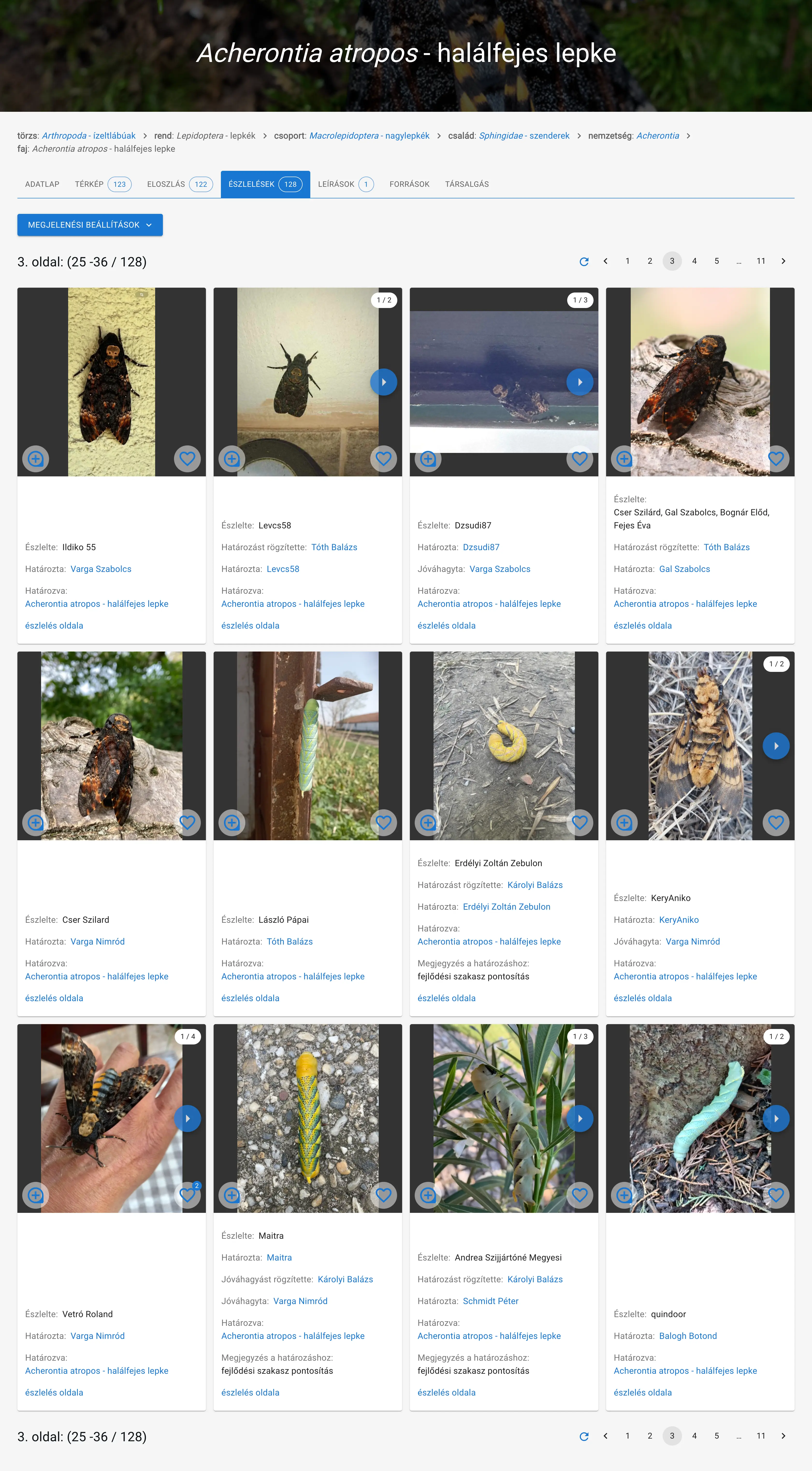 Faji szintű Acherontia atropos - halálfejes lepke észlelések