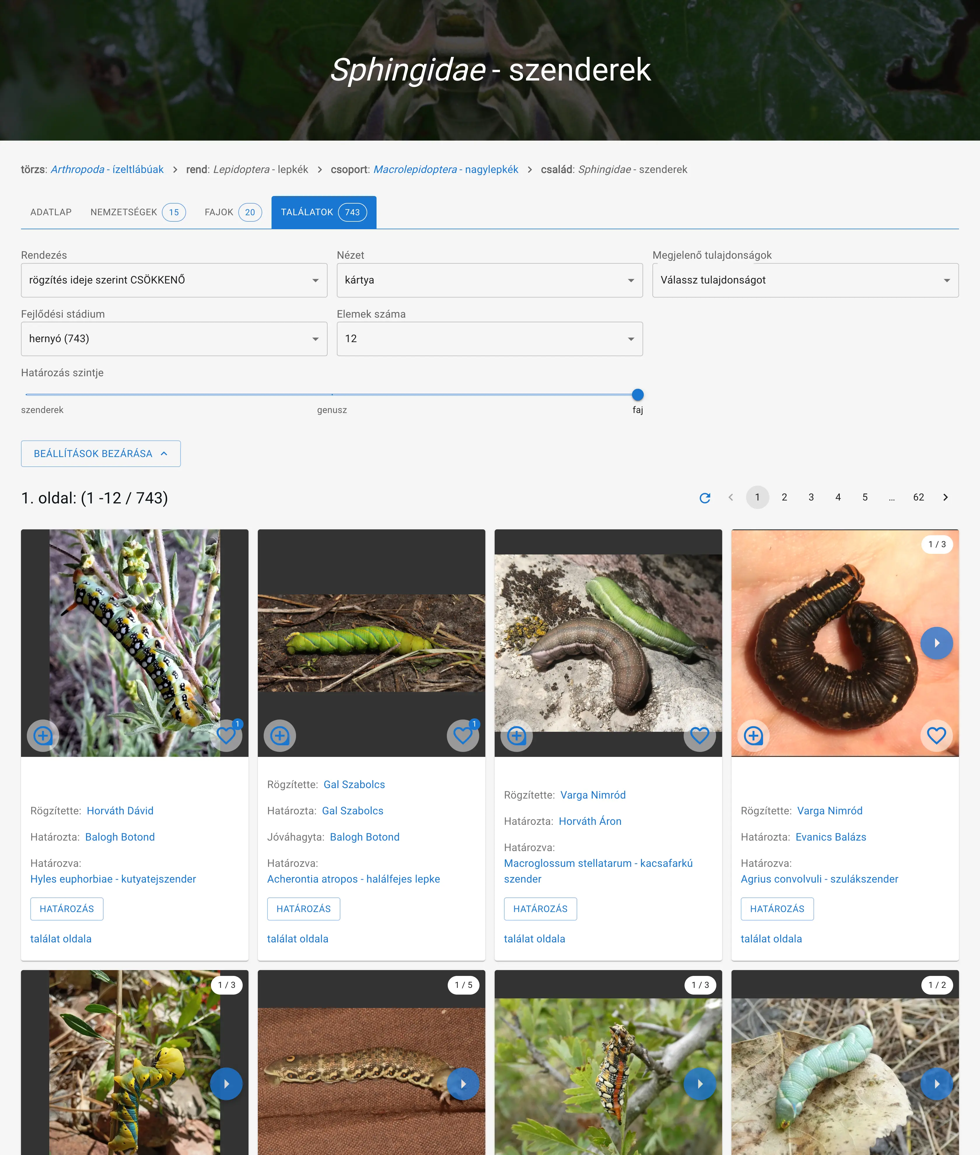 All species-level identified Sphingidae - hawkmoth caterpillar observations