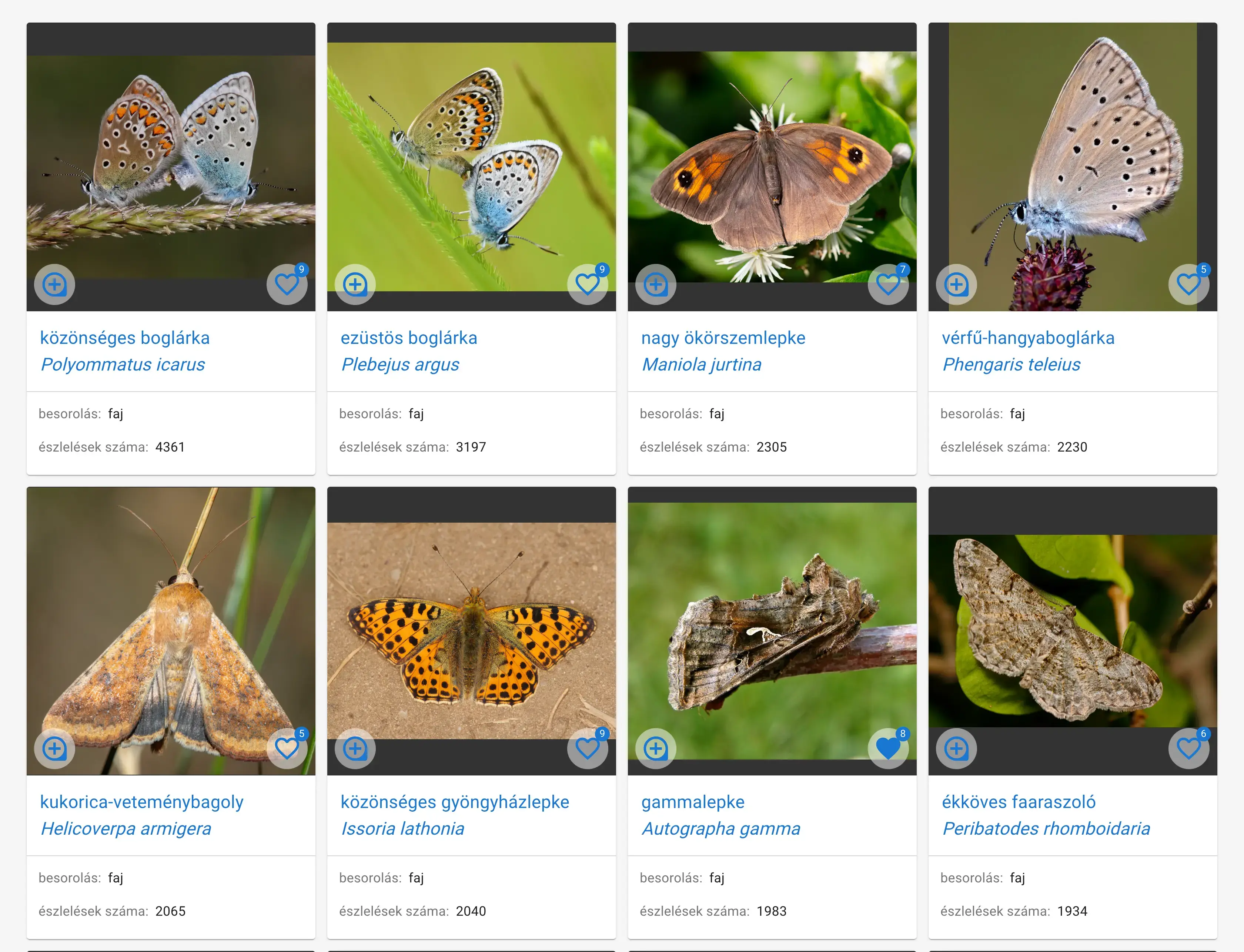 Macrolepidoptera - Nagylepke fajok kép nézetben