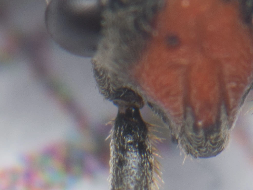 közönséges lovagbodobács csápdudora