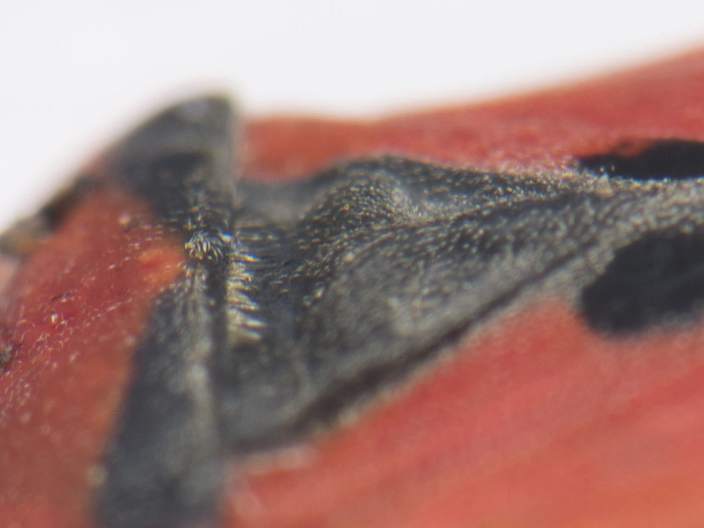 közönséges lovagbodobács pajzsocskája