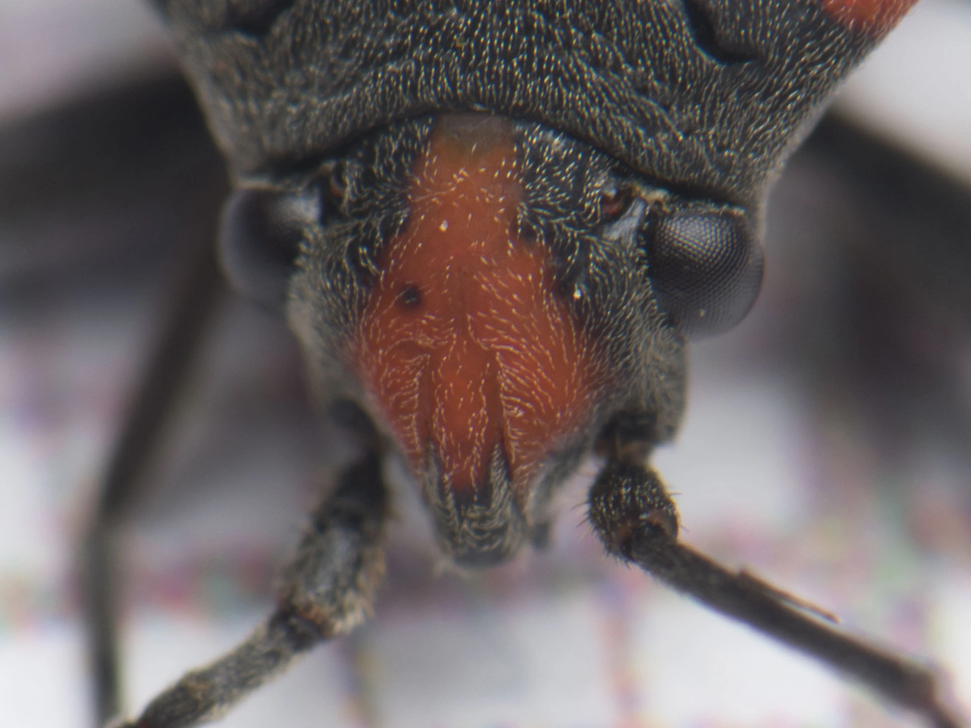 közönséges lovagbodobács szemei közötti piros folt