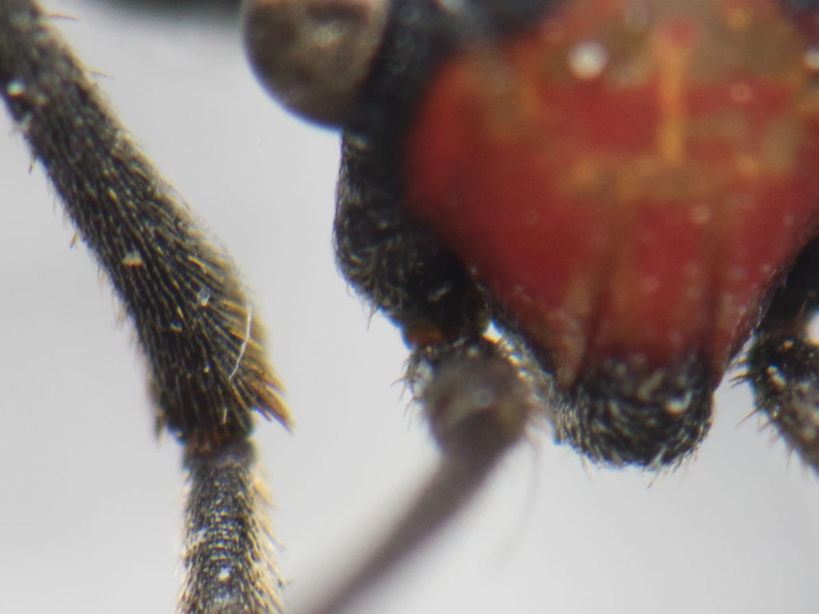 hamis lovagbodobács csápdudora