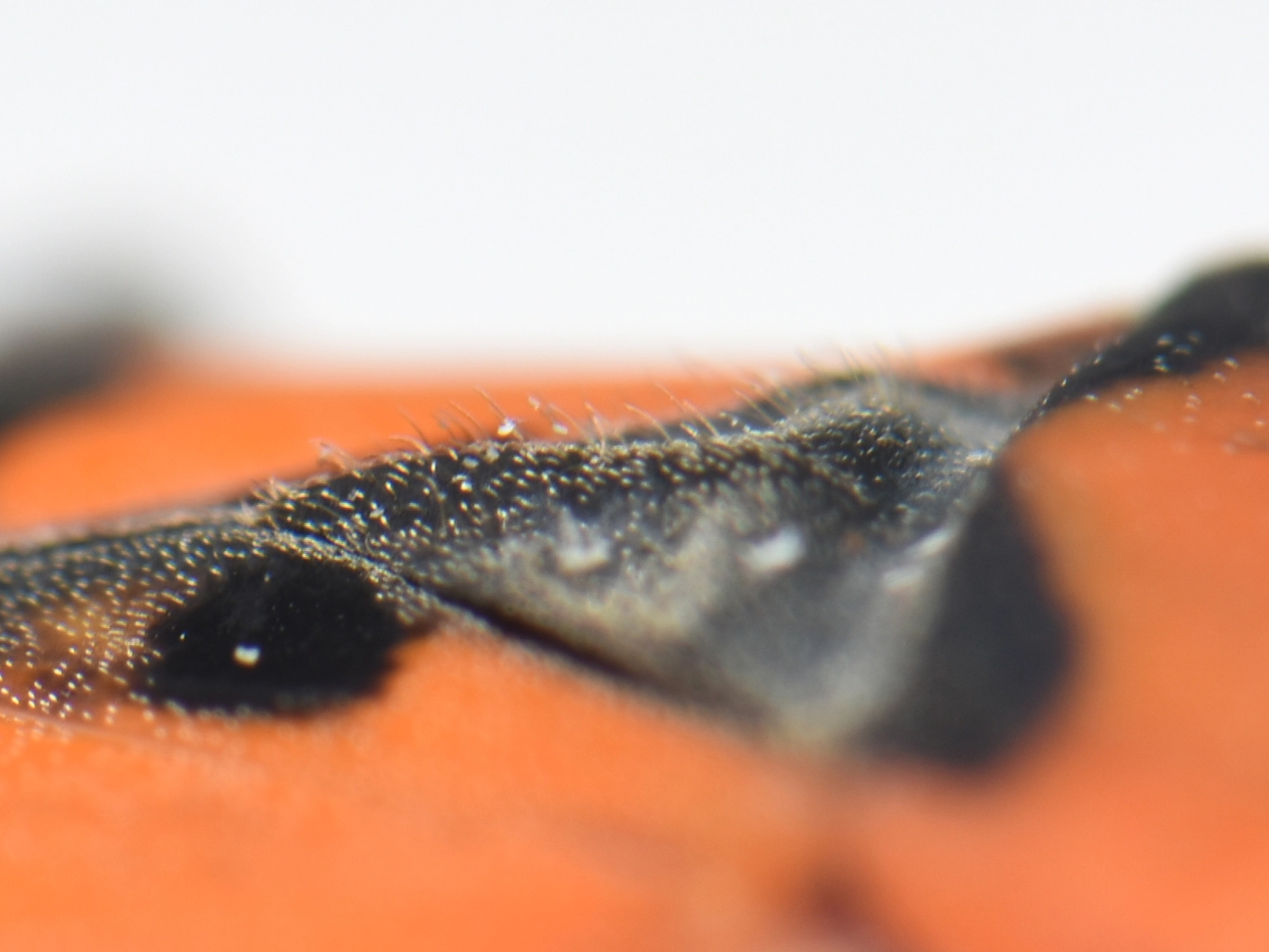 hamis lovagbodobács pajzsocskája