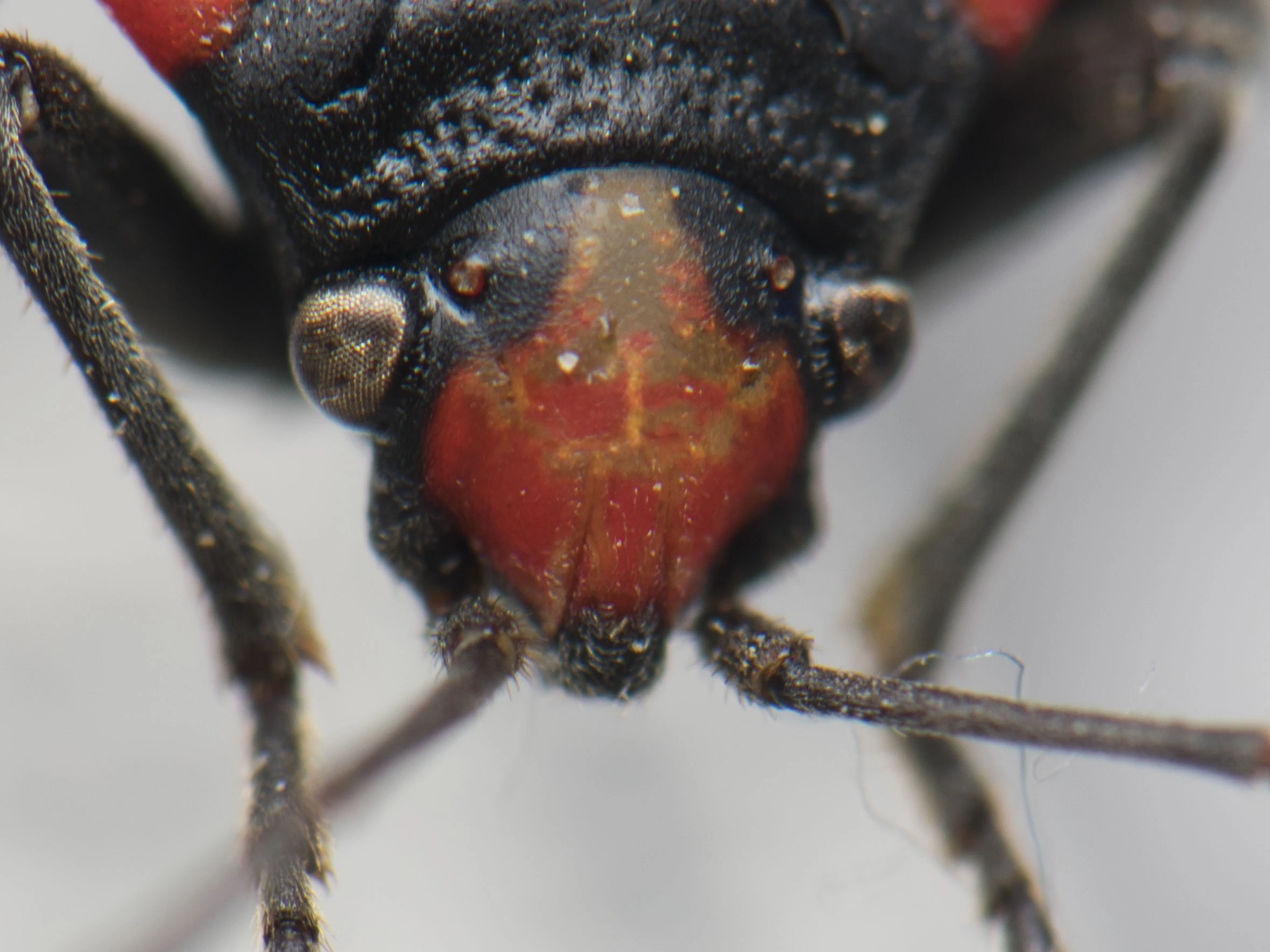 hamis lovagbodobács szemei közötti piros folt