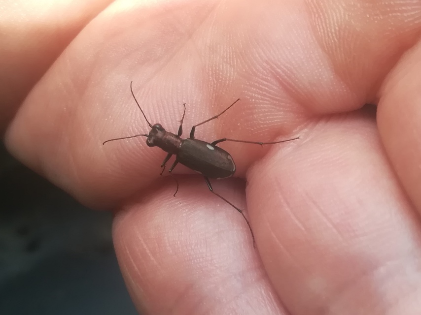 Cylindera germanica - parlagi homokfutrinka