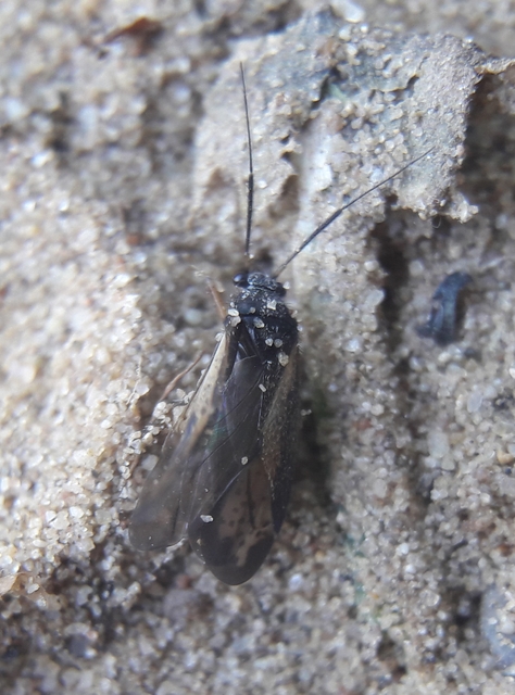 Orthocephalus vittipennis - hamvas ugrópoloska