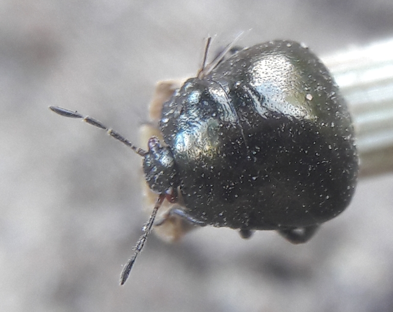Coptosoma scutellatum - bödepoloska Coptosoma scutellatum - bödepoloska