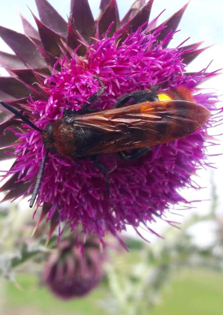 Megascolia maculata - óriás-tőrösdarázs