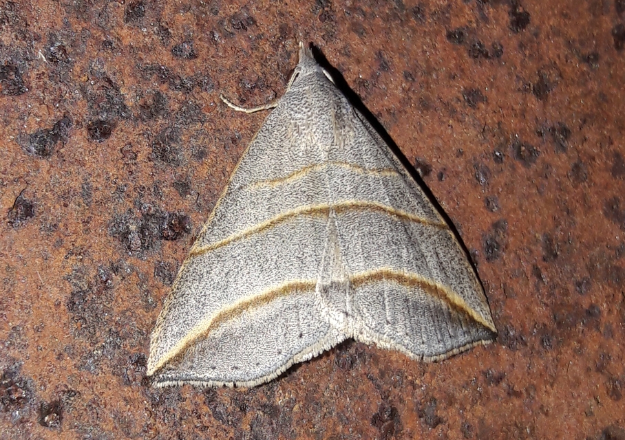 Colobochyla salicalis - háromsávos törpebagoly