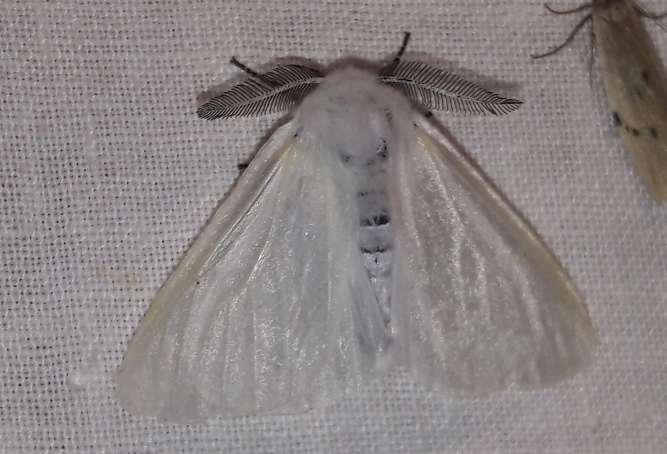 Leucoma salicis - fűzfaszövő