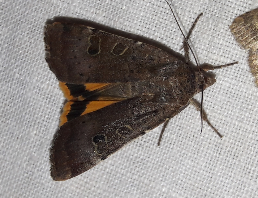 Noctua interposita - köztes sárgafűbagoly