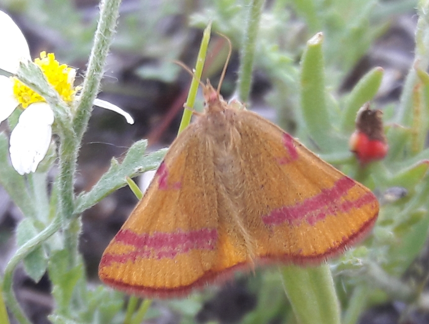 Lythria cruentaria - bíborcsíkos araszoló