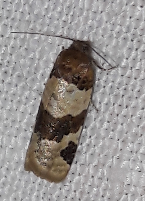 Periclepsis cinctana - galériás sodrómoly