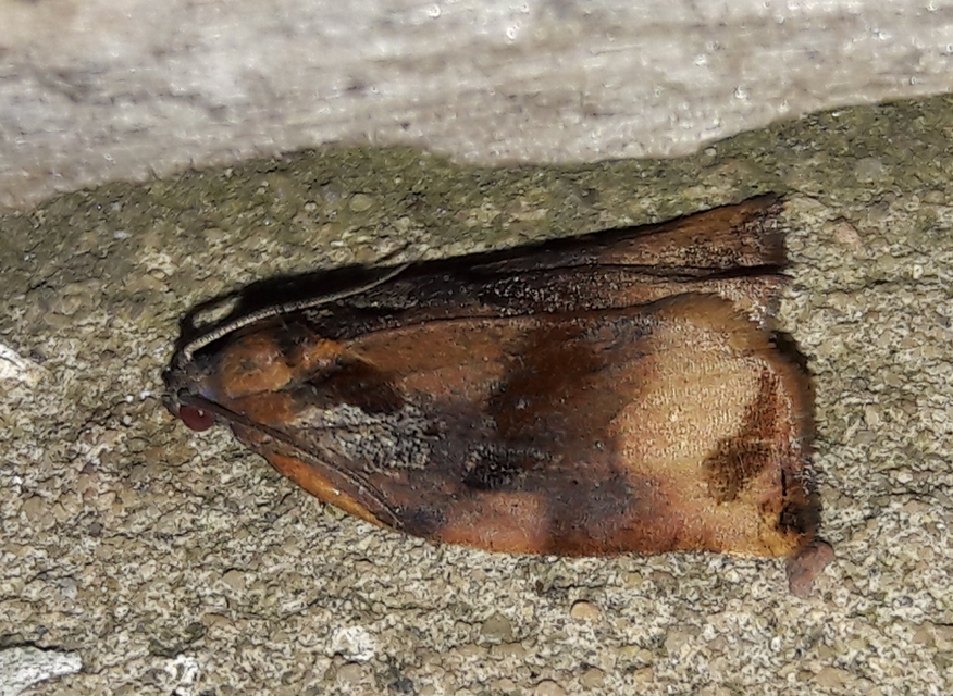 Archips podana - dudvarágó sodrómoly
