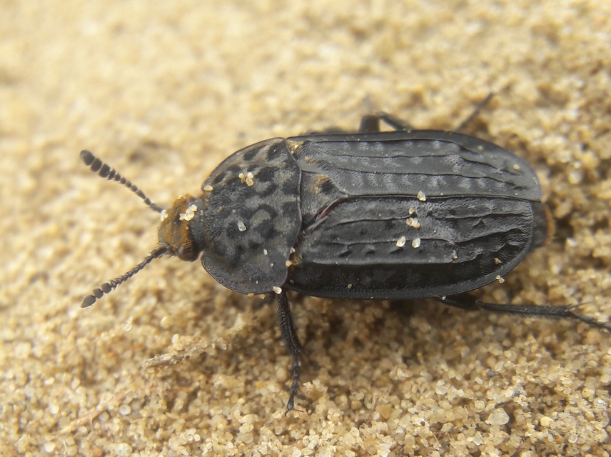 Thanatophilus rugosus - ripacsos dögbogár