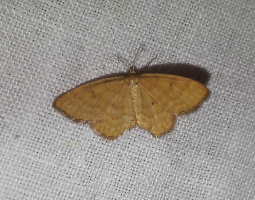 Idaea serpentata - kis sávosaraszoló