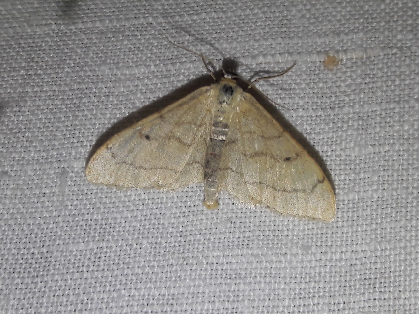 Idaea deversaria - egyszínű sávosaraszoló