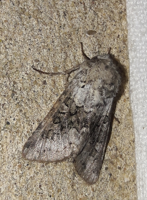 Hecatera bicolorata - világos kertibagoly