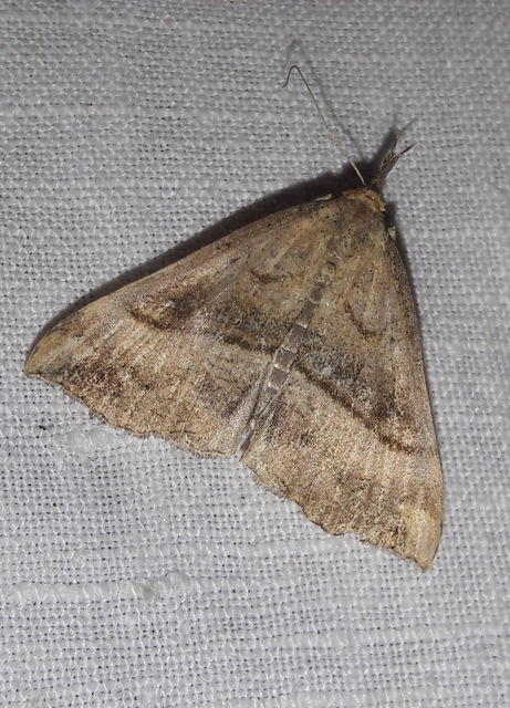 Hypena proboscidalis - ormányos karcsúbagoly