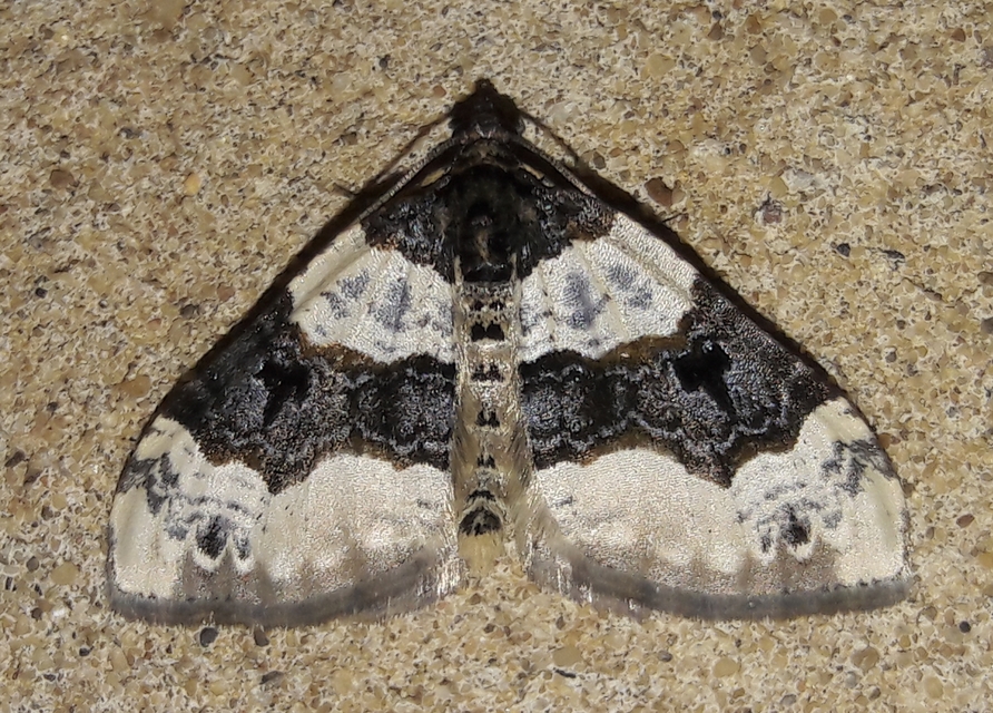 Cosmorhoe ocellata - szemes galajaraszoló