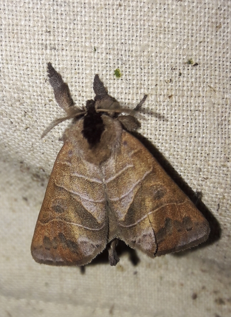 Clostera anastomosis - barna levélszövő