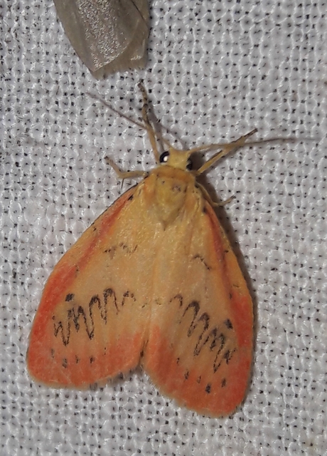 Miltochrista miniata - piros medvelepke
