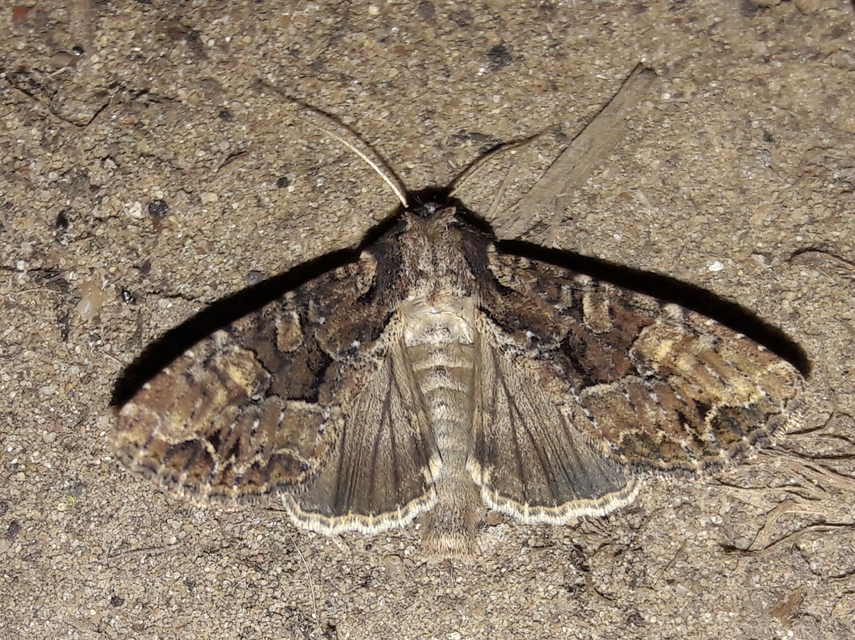 Apamea remissa - erdei dudvabagoly