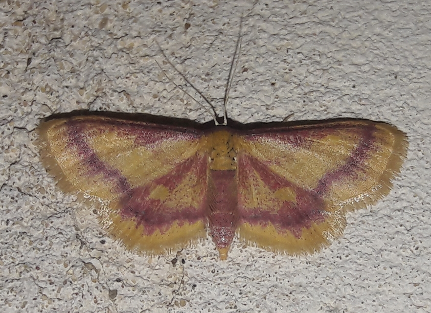 Idaea muricata - mocsári pirosaraszoló