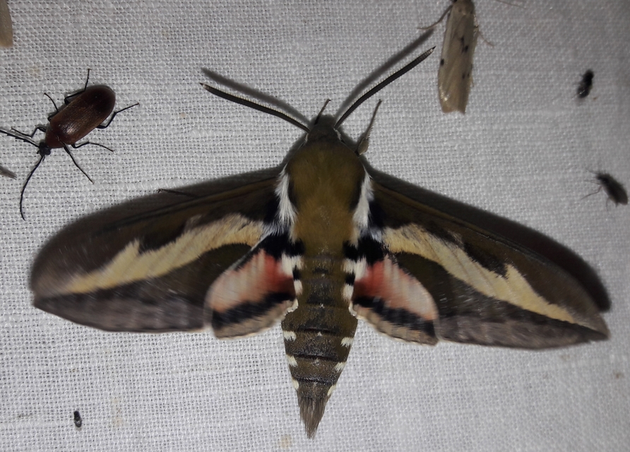 Hyles gallii - galajszender