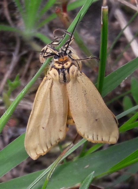 Spiris striata - csíkos molyszövő