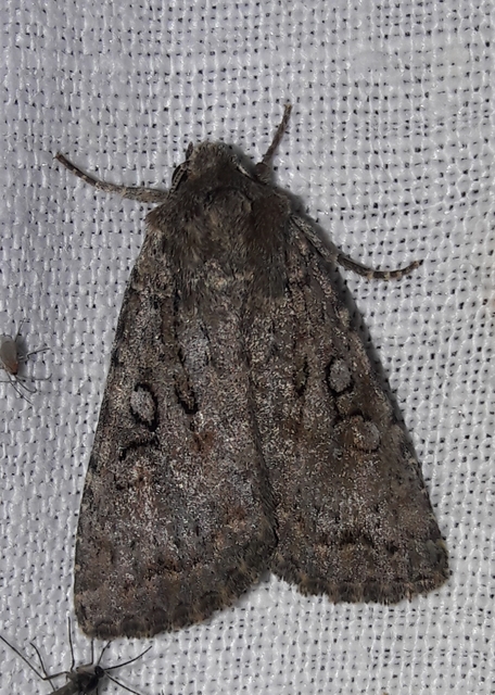 Apterogenum ypsillon - ipszilon-erdeibagoly