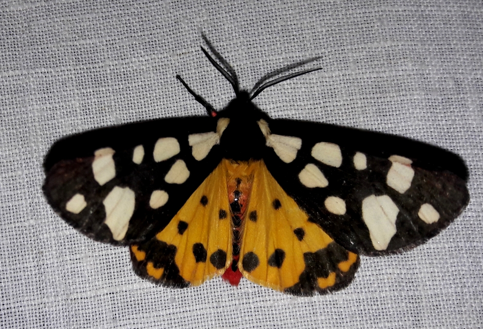 Arctia villica - fekete medvelepke