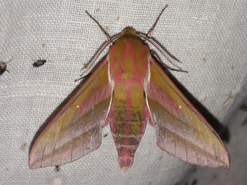 Deilephila elpenor - szőlőszender