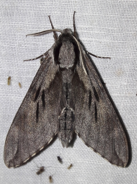 Hyloicus pinastri - fenyőszender