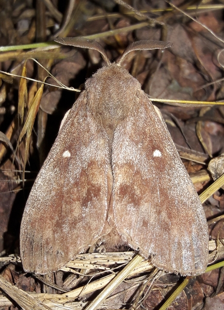 Dendrolimus pini - fenyőpohók