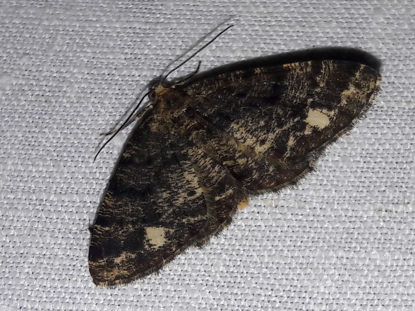 Parectropis similaria - barna zuzmóaraszoló