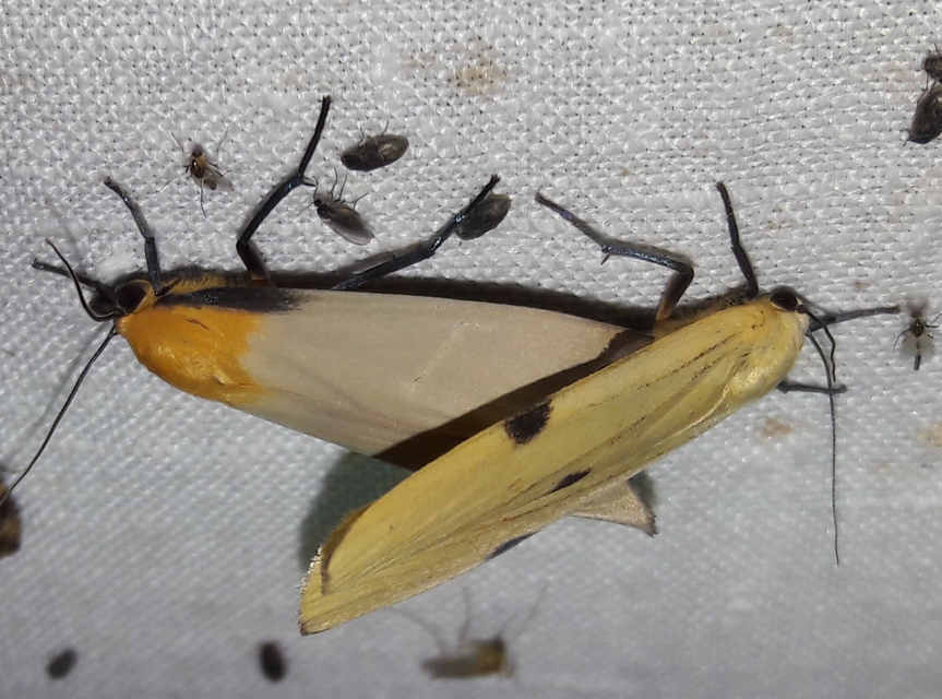 Lithosia quadra - négypettyes zuzmószövő