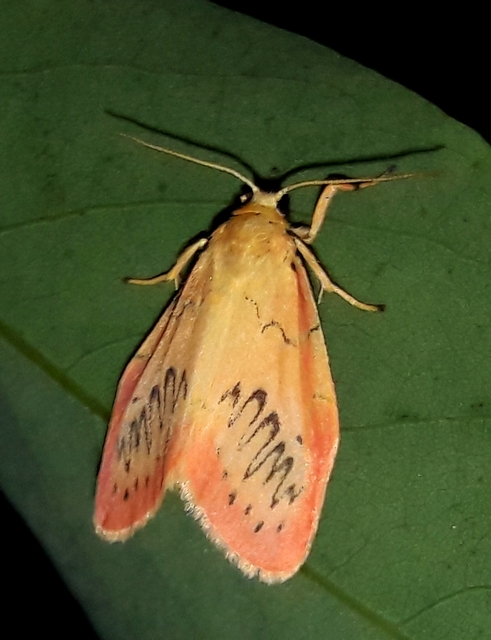 Miltochrista miniata - piros medvelepke
