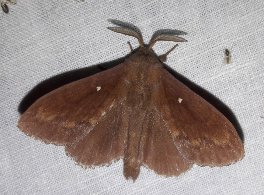 Dendrolimus pini - fenyőpohók