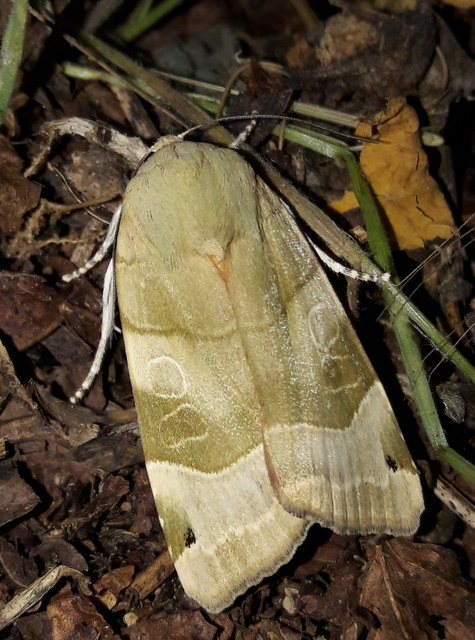 Noctua fimbriata - szélessávú sárgafűbagoly