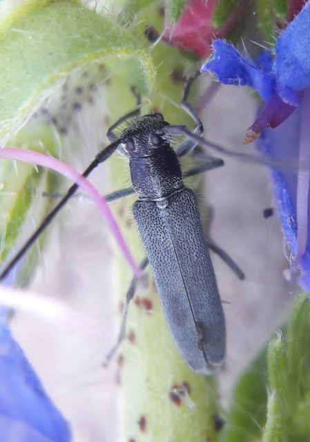 Phytoecia coerulescens - kígyósziszcincér