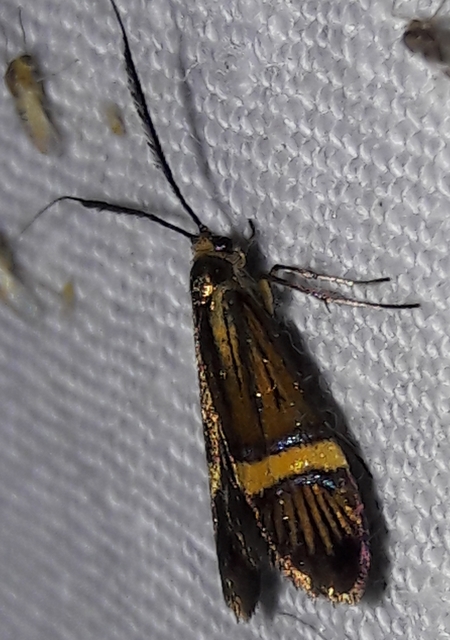 Nemophora degeerella - pompás tőrösmoly
