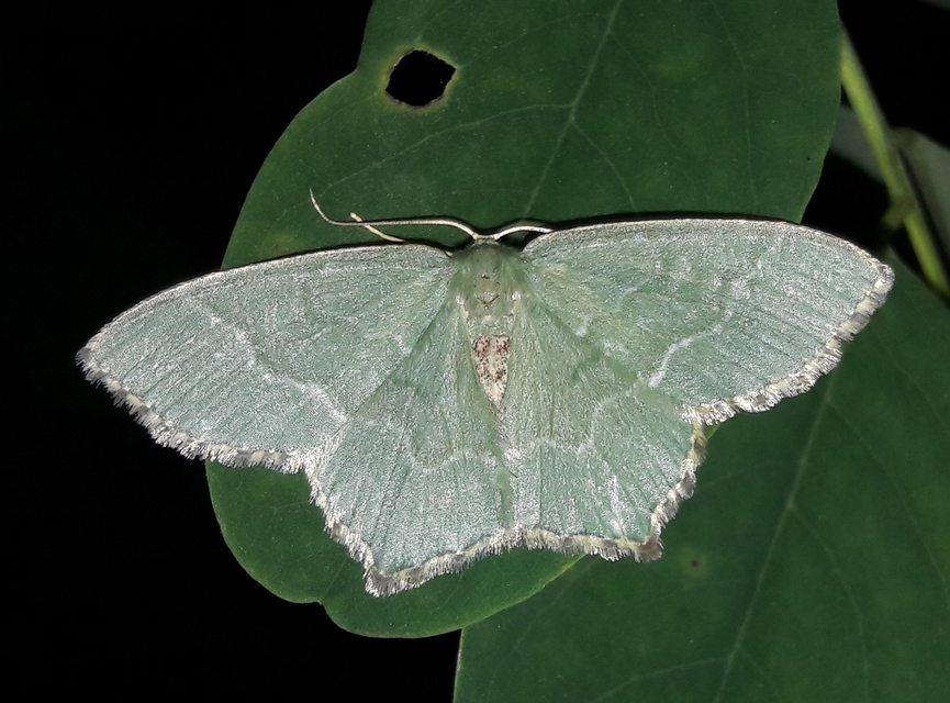Hemithea aestivaria - nyír-zöldaraszoló