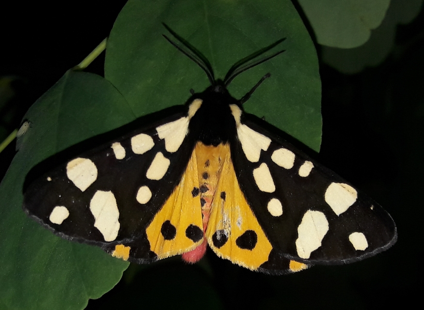 Arctia villica - fekete medvelepke