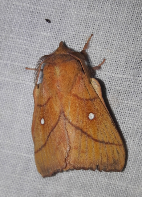 Odonestis pruni - szilvafapohók