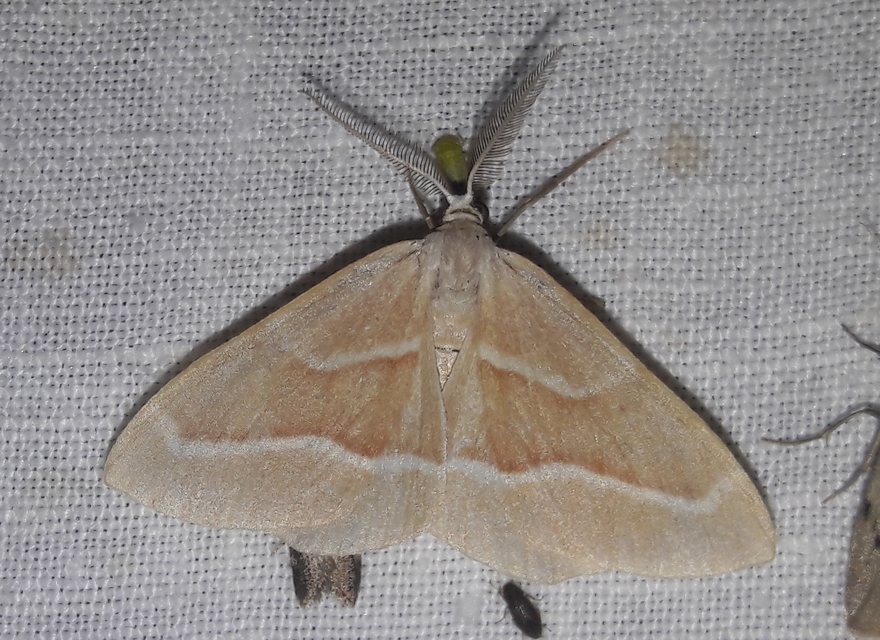 Hylaea fasciaria - erdeifenyő-sávosaraszoló