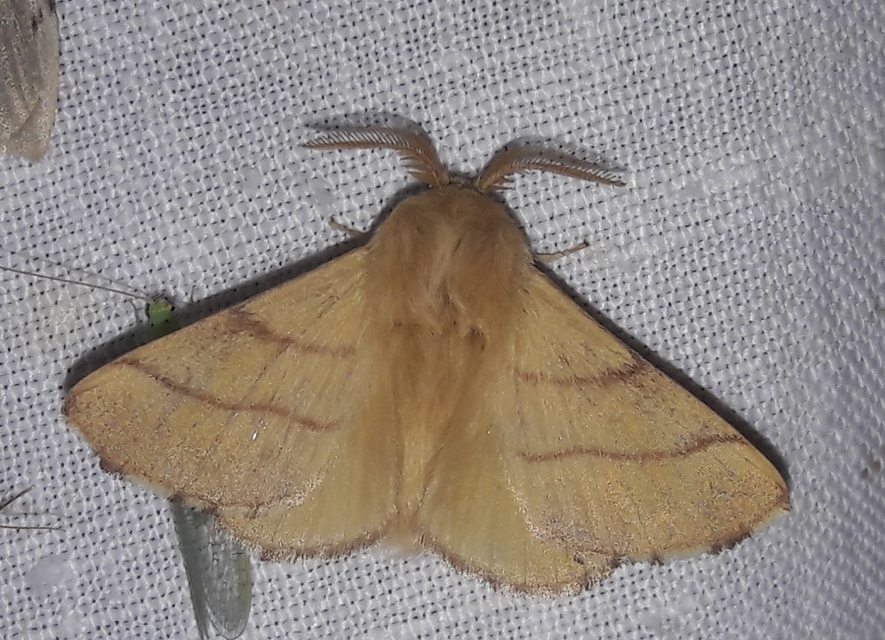 Malacosoma neustria - gyűrűsszövő